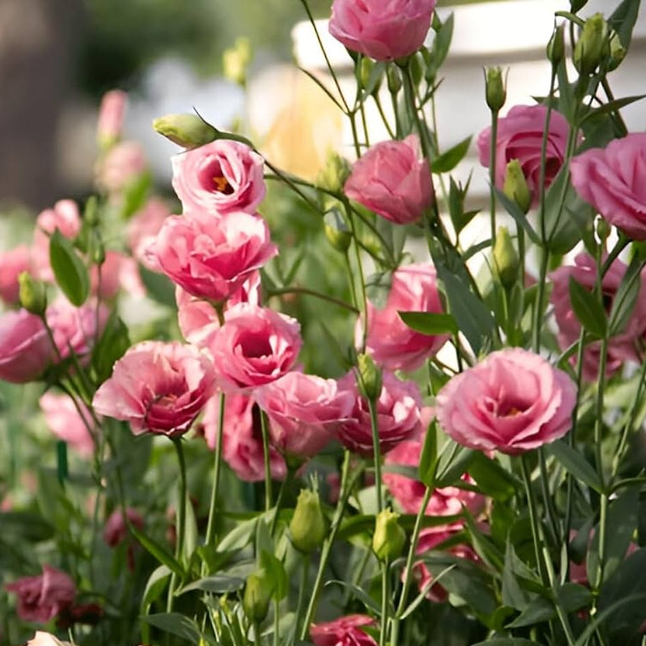 Elegant Pink Eustoma Garden Blooms
