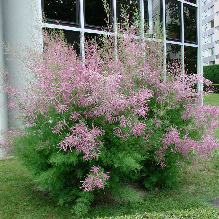 Pink Shrub Plant Seeds for Landscaping