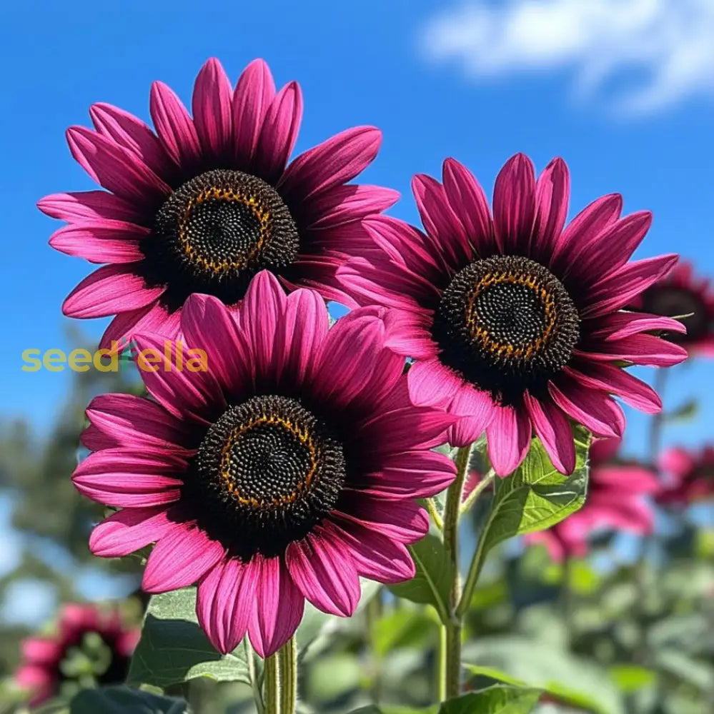 Pink Sunflower flowering seeds for gardens