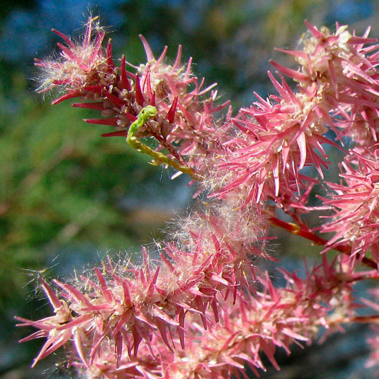 Pink Tamarisk Flowers for Garden