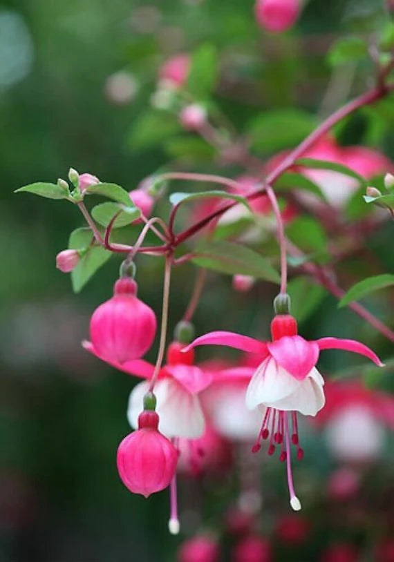 Pink and White Fuchsia Garden Blooms

