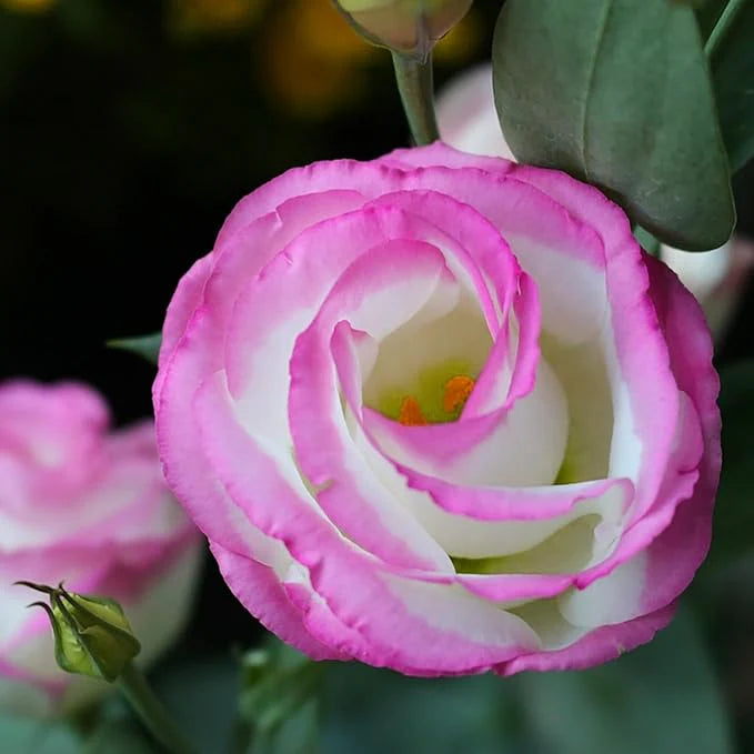 Pink Eustoma Seeds for Planting
