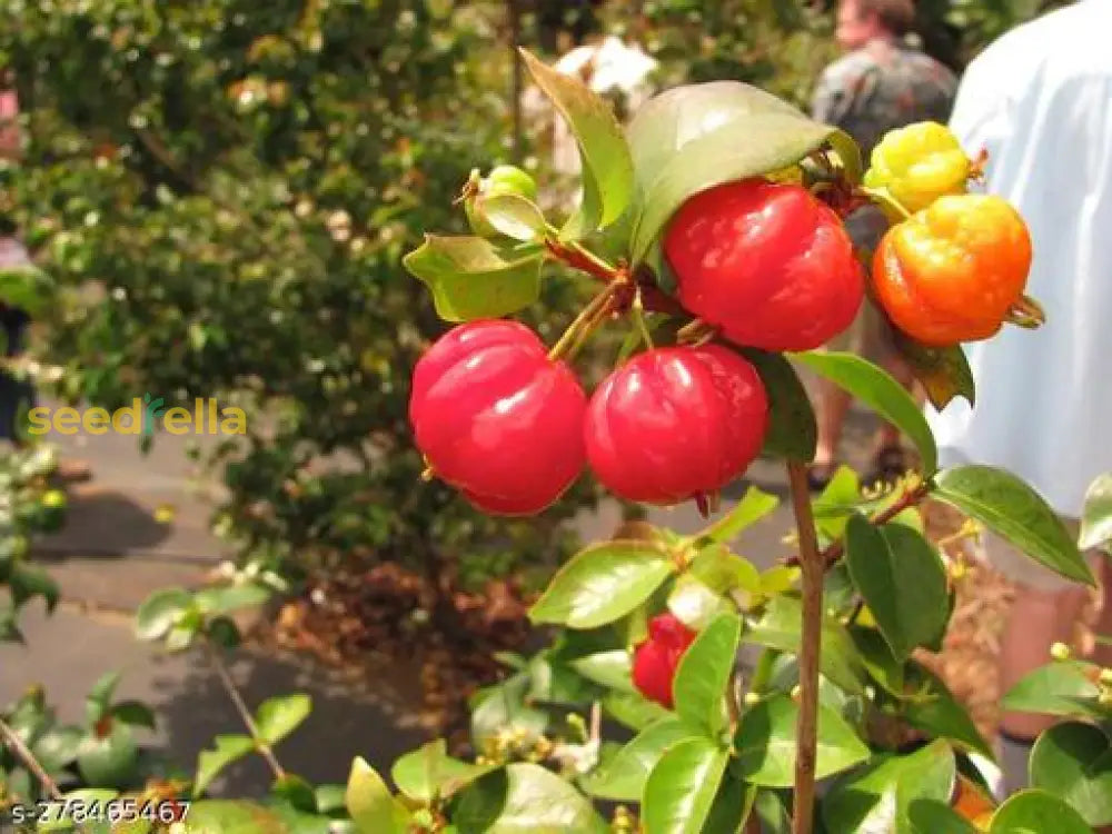 Pitanga Fruit Seeds for planting and growing tropical, delicious fruit.