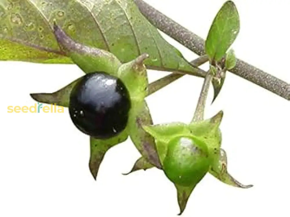 Plant Black Belladonna Seeds for a unique, striking garden addition.