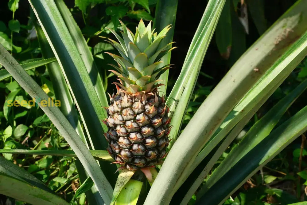 Grow fresh pineapples with high-quality seeds for your garden.