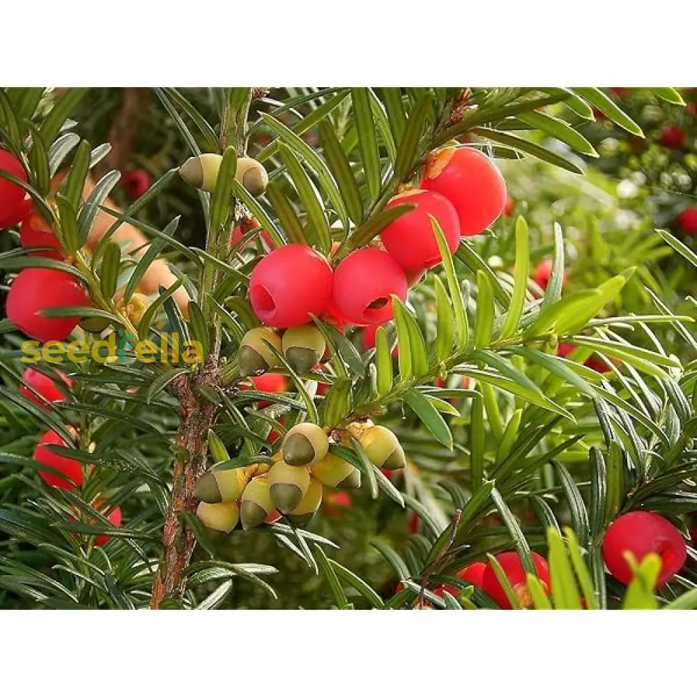 Plant Taxus Baccata Seeds for a timeless and elegant yew tree.