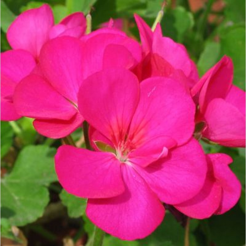 Pink Geranium Flower Seeds For Planting