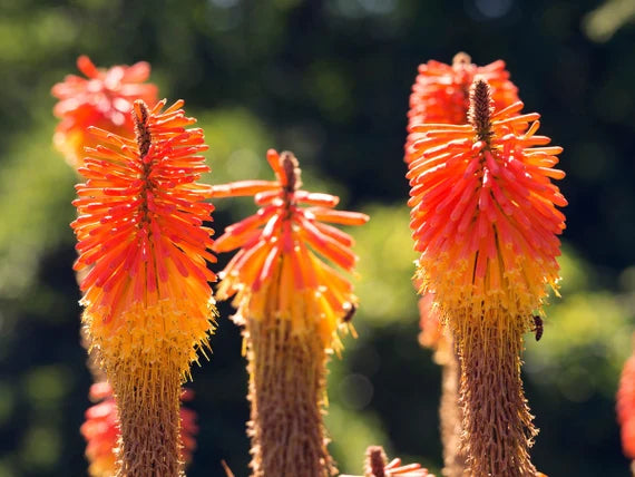 Ornamental Red Pokerflower seeds for landscapes