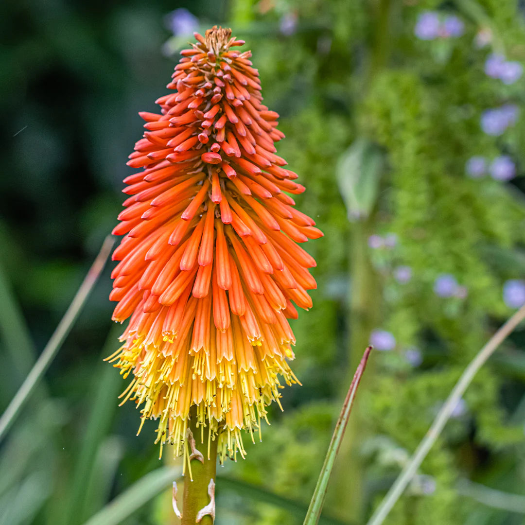 Red Pokerflower seeds for planting