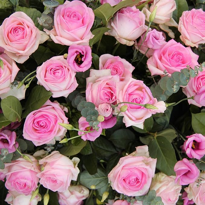 Pollinator-Friendly Eustoma Seeds