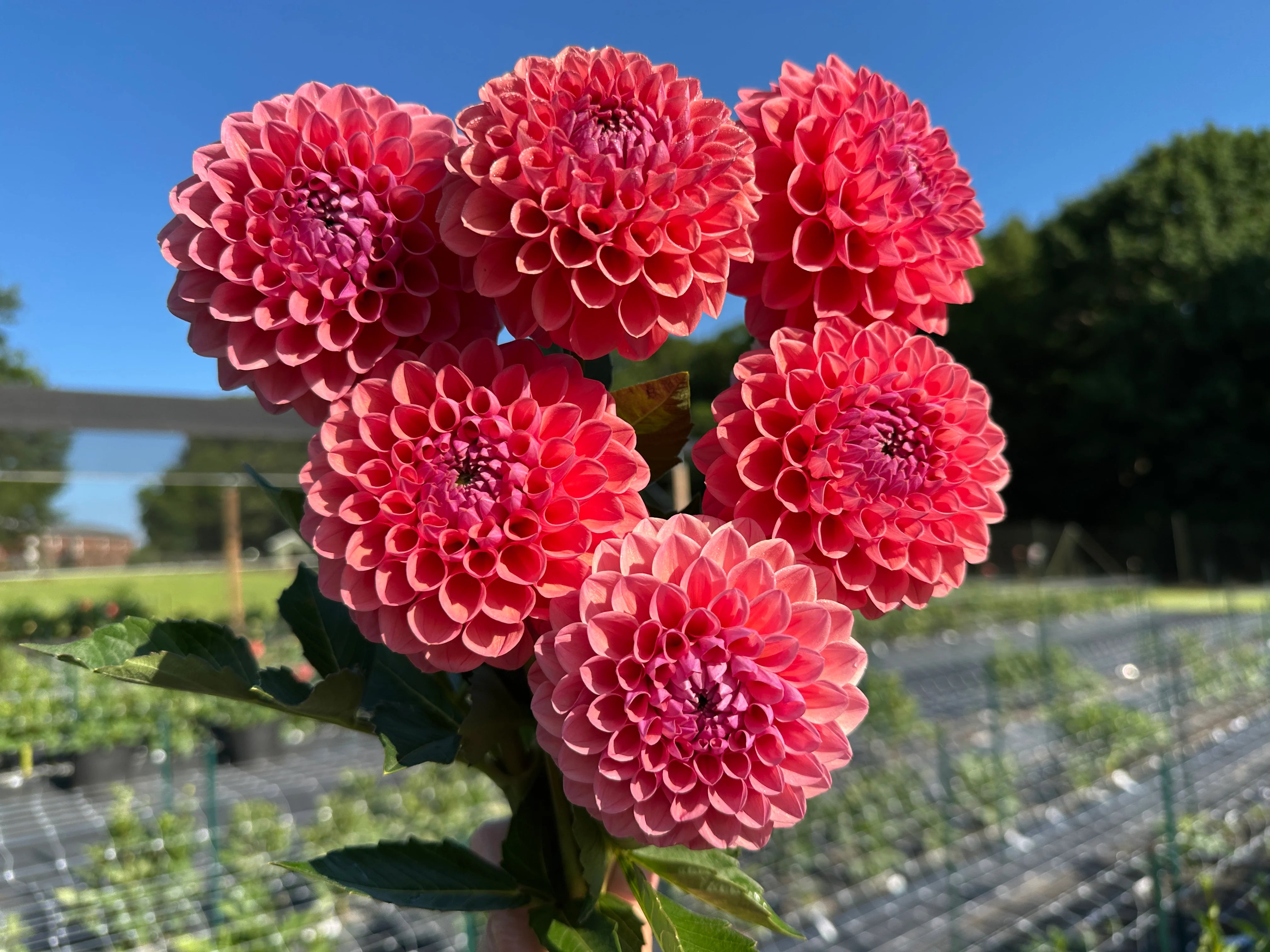 Close-up of pompon Dahlia flower