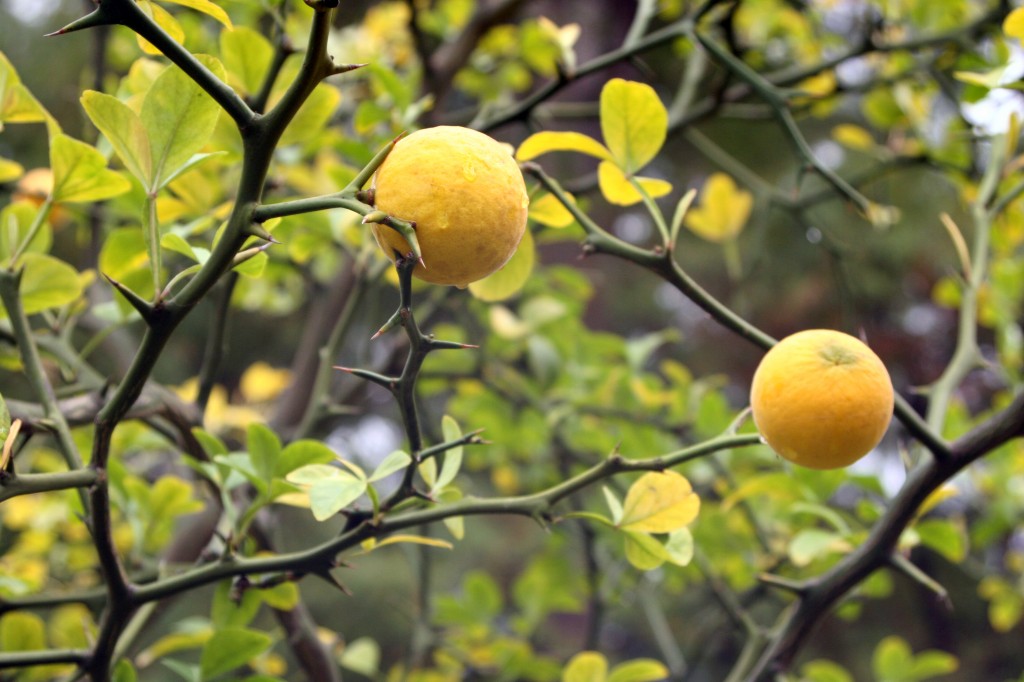 Yellow Trifoliata Tree Seeds: Planting And Gardening Guide