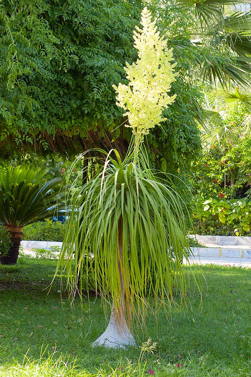 Yellow Beaucarnea Recurvata Plant Seeds Planting