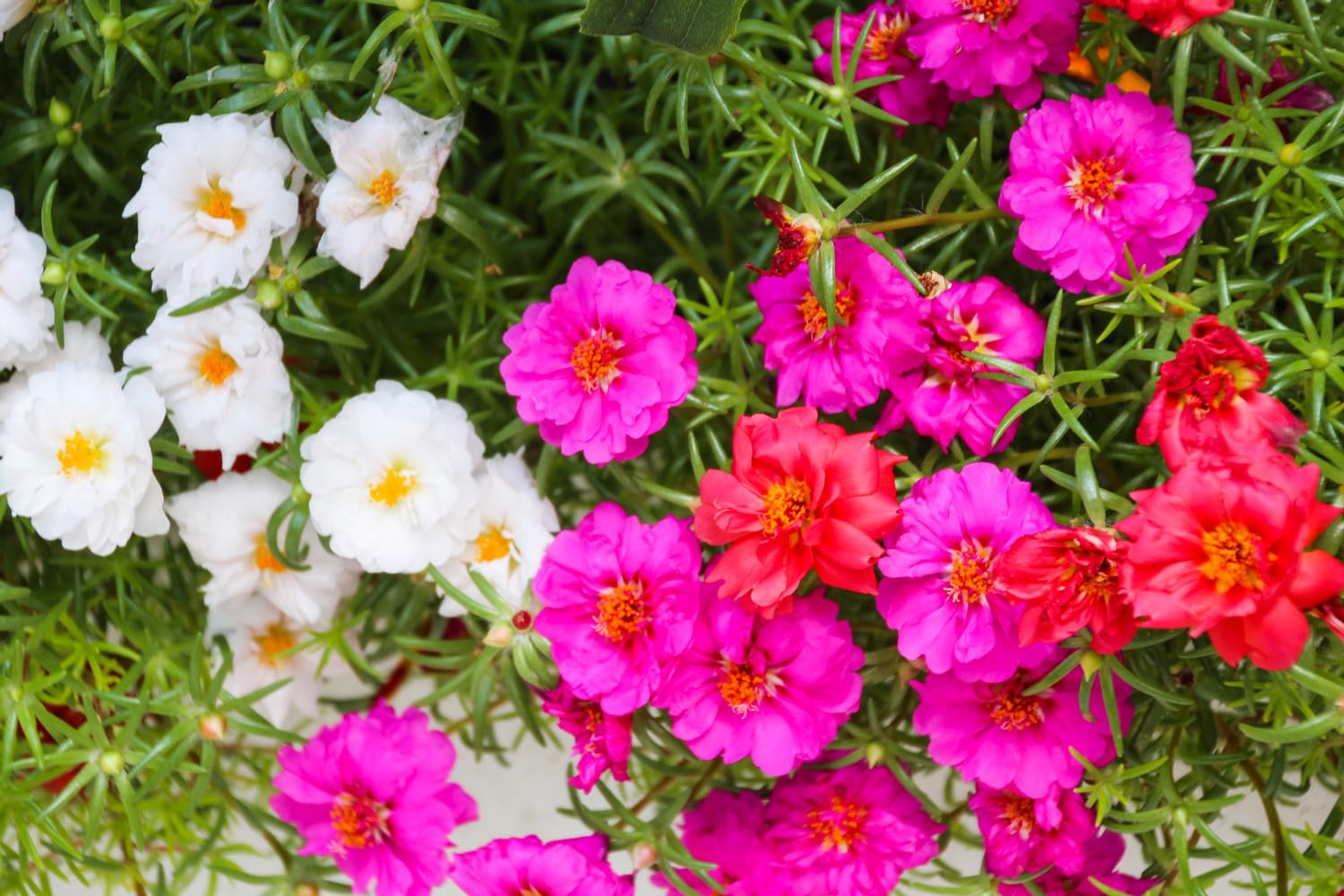 Non GMO purple Portulaca seeds