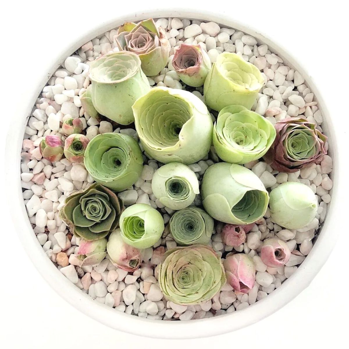 Green Succulent Flower Seeds For Planting