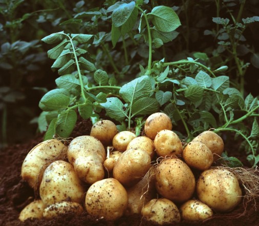 Segunda Papas Vegetable Seeds For Planting - Seed Delicious And Nutritious Potato