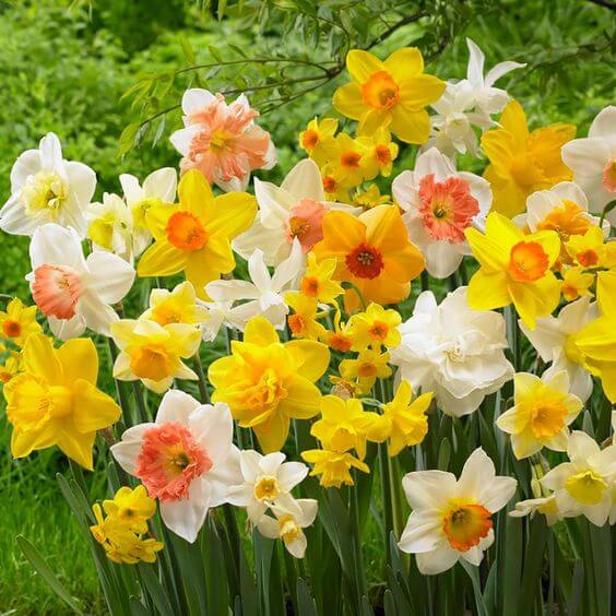 Premium Mixed Daffodil in outdoor garden
