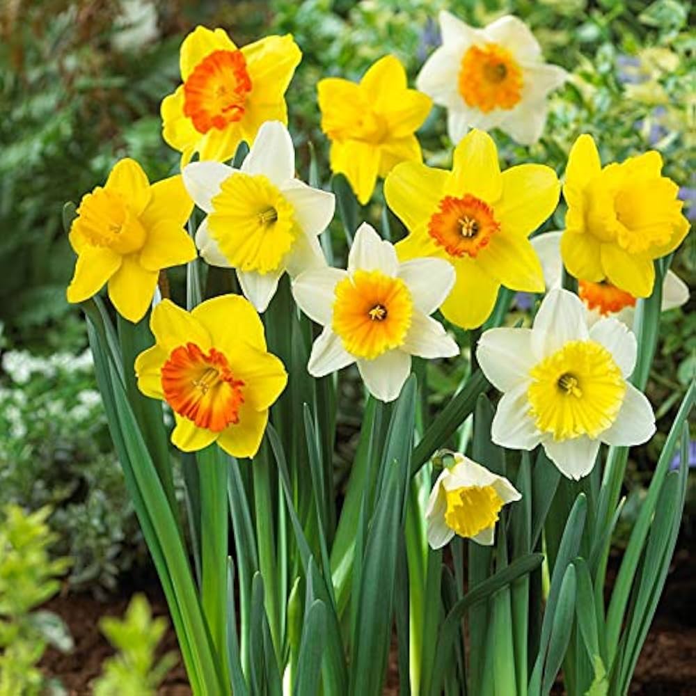 Premium Mixed Daffodil flower seeds for garden planting