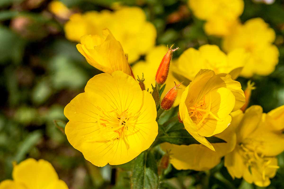 Non GMO Yellow Primrose seeds