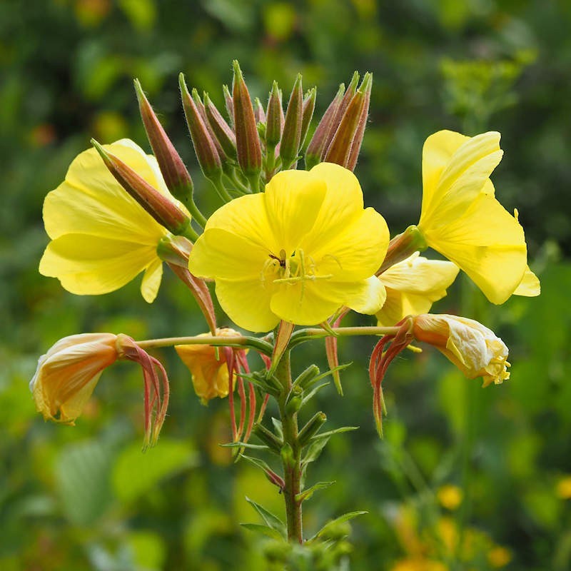 Yellow Primrose seeds for planting