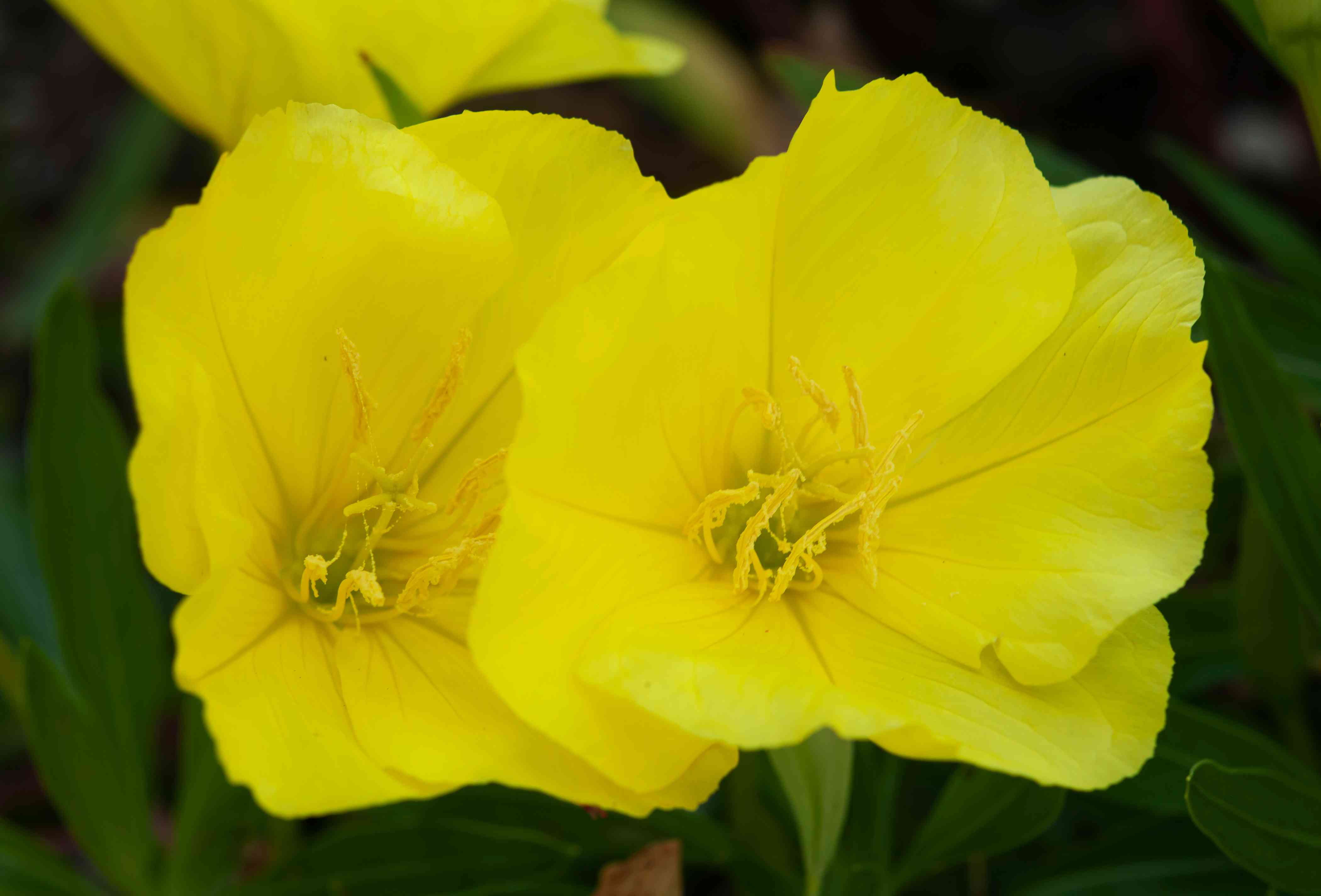 Yellow Primrose flowering seeds for gardens