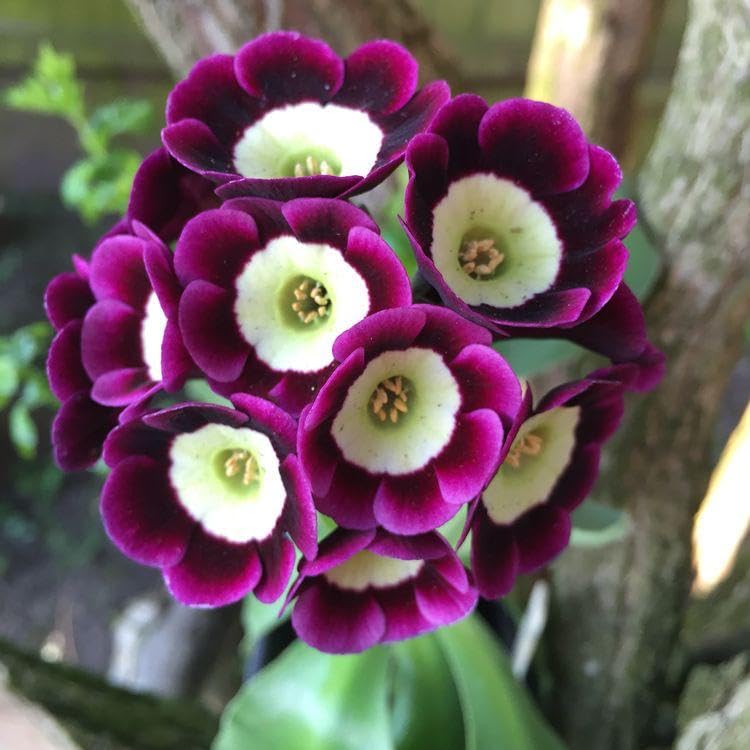 Non-GMO Primula Auricula seeds