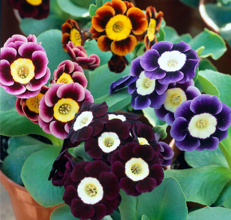 Ornamental Auricula Primrose black flowering plant