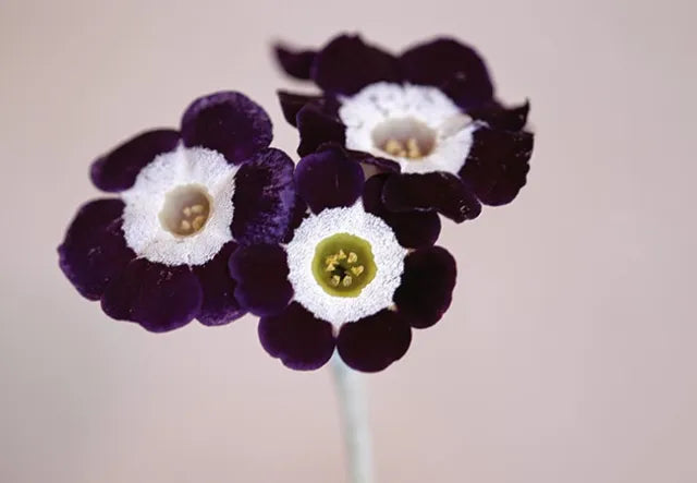 Potted Primula Auricula Black plant