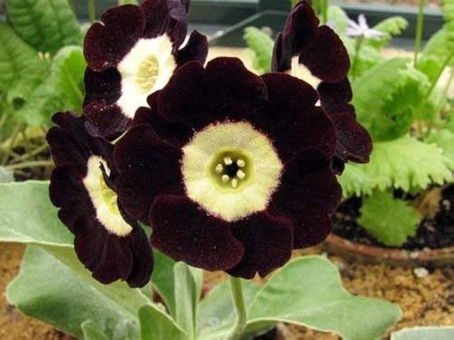 Primula Auricula Black flower seeds for planting