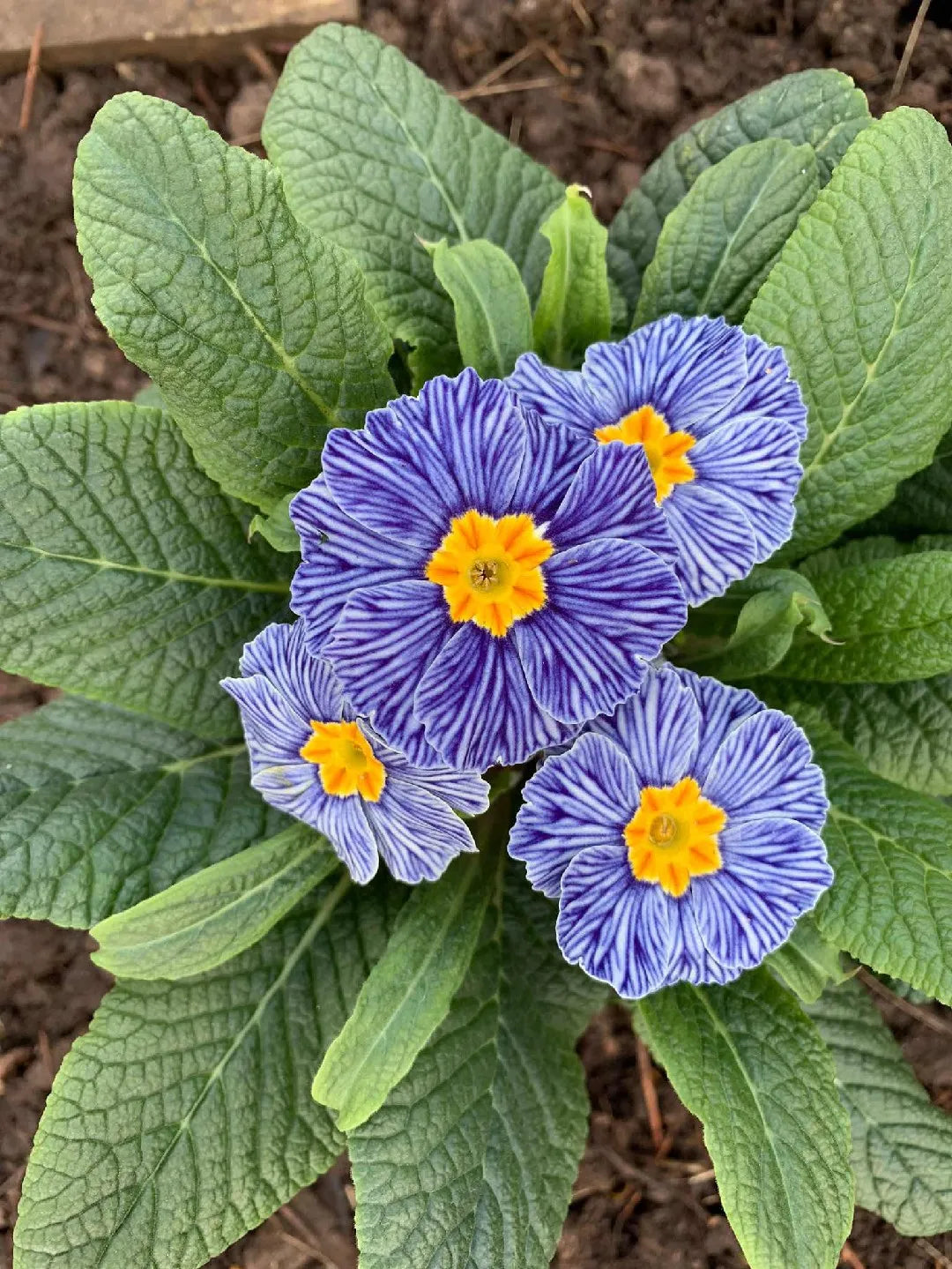 Blue Zebra Primula flowering seeds for gardens