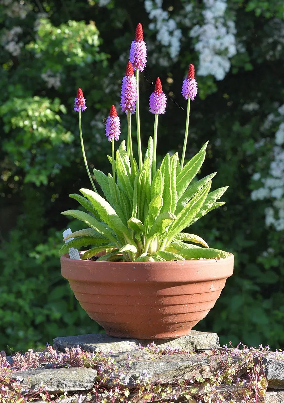 Primula Vialii flower spike seeds for gardens
