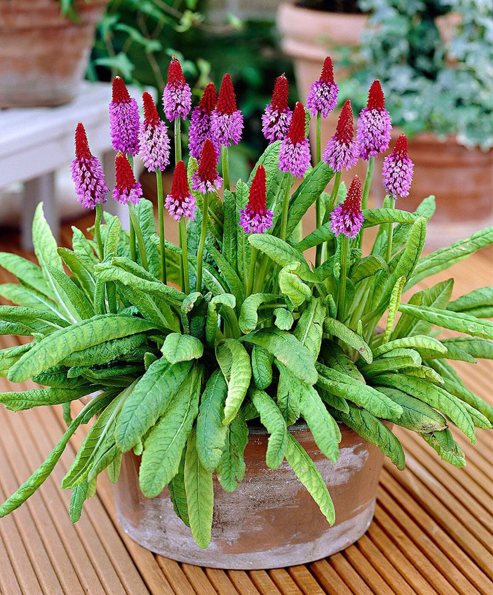 Ornamental Primula Vialii seeds for landscape planting