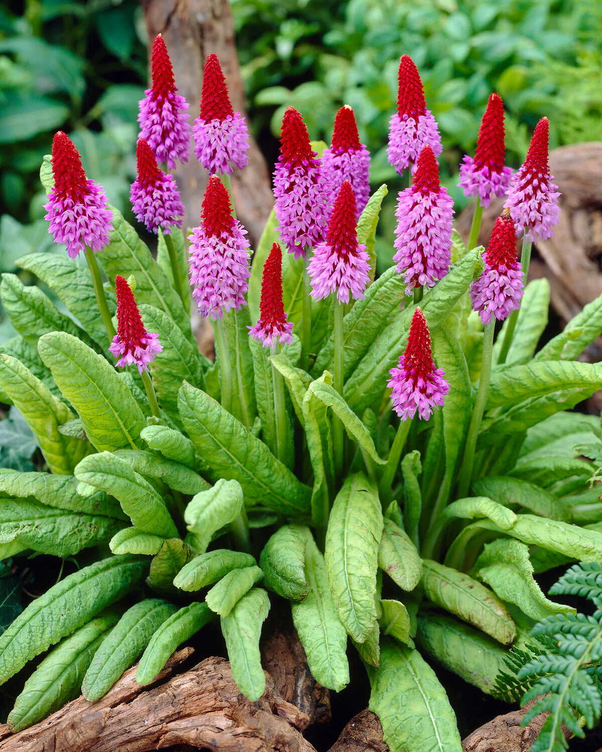 Red purple Primula Vialii seeds for planting
