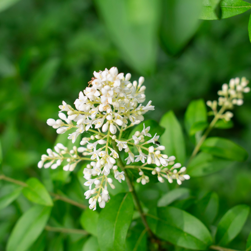 White Privet Flower seeds for Planting - Colorful Display, Heirloom & GMO Free Seeds for Home Garden
 
 Sale for planting in home garden.