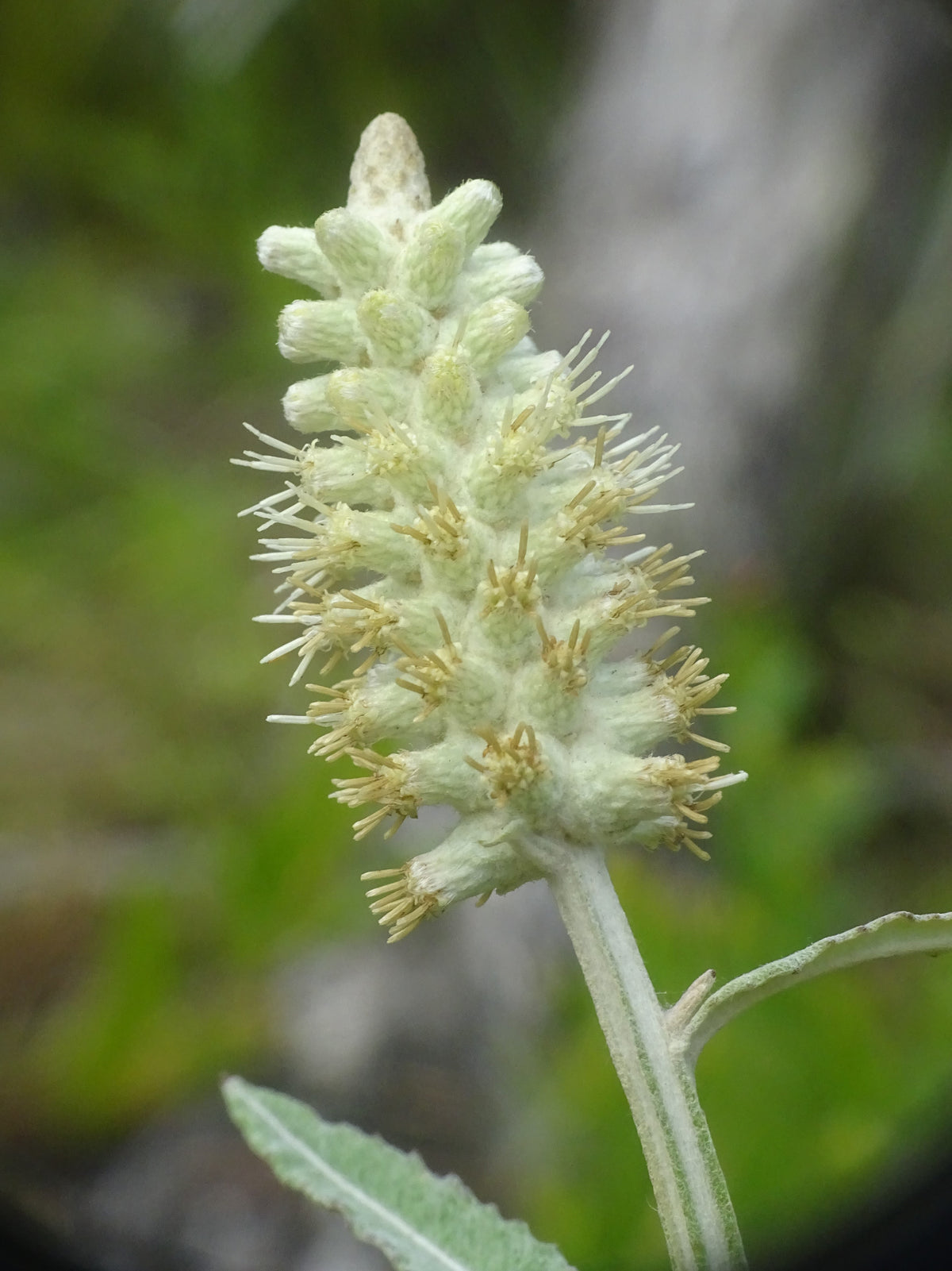 Pterocaulon (Pterocaulon Flower) seeds for planting in home garden