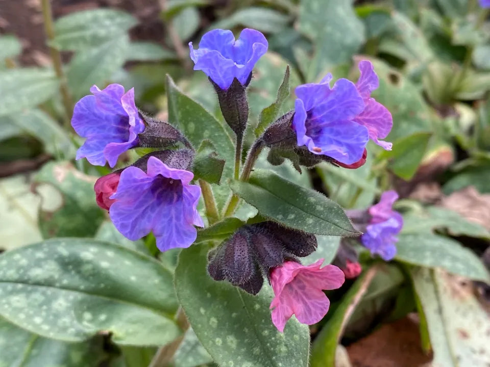 Blue Pulmonaria flowering seeds for gardens