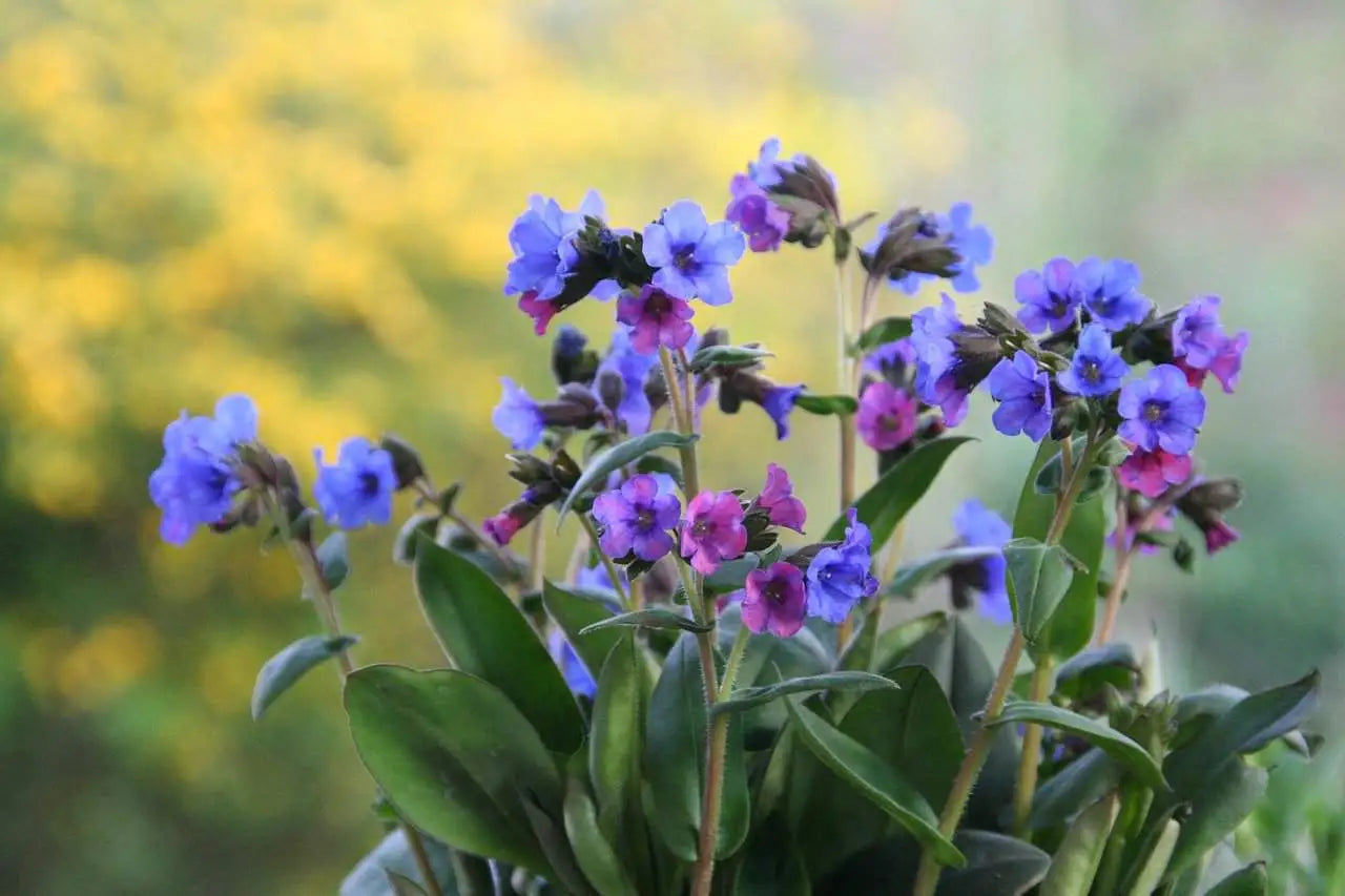 Ornamental blue Lungwort seeds for landscapes