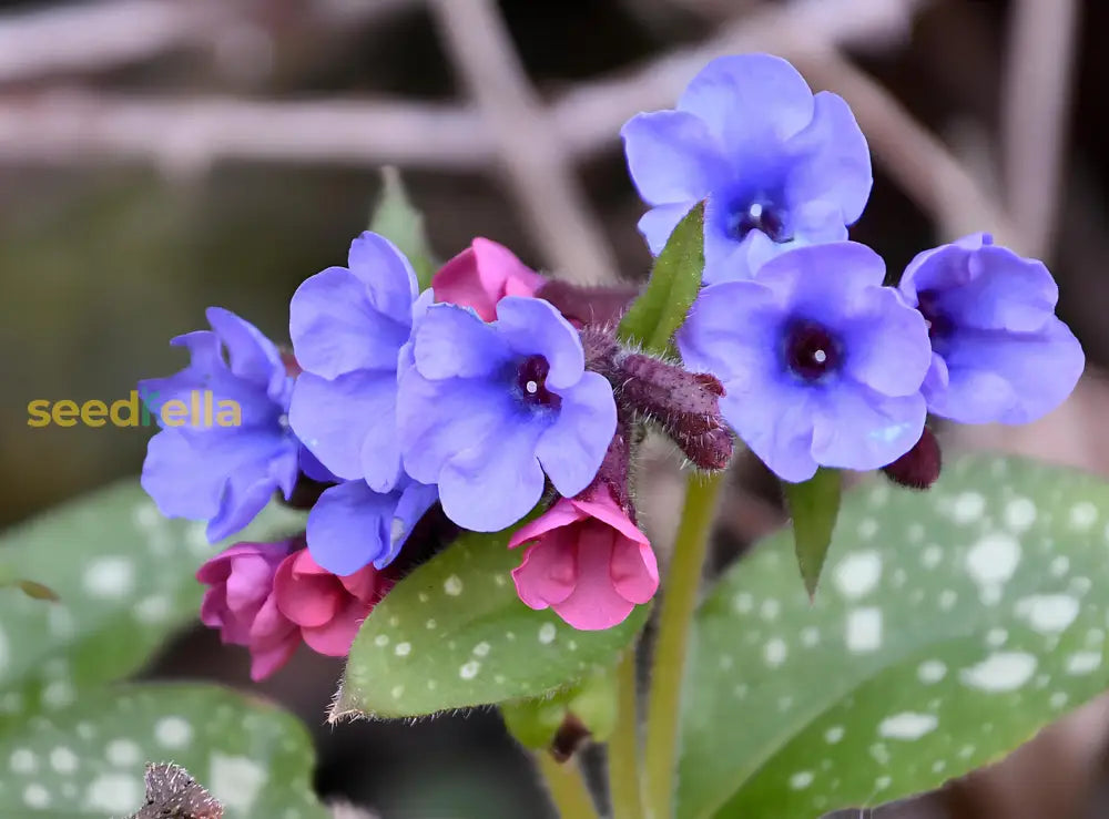Blue Pulmonaria Lungwort seeds for planting