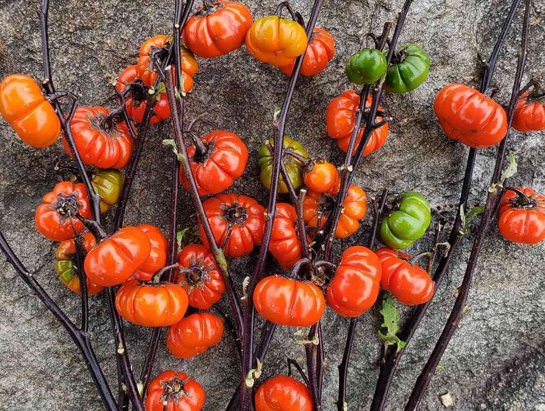 Red Solanum Integrifolium Vegetable Seeds For Easy Planting