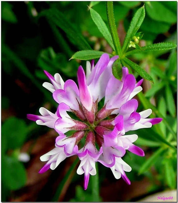 High germination Purple Astragalus seeds
