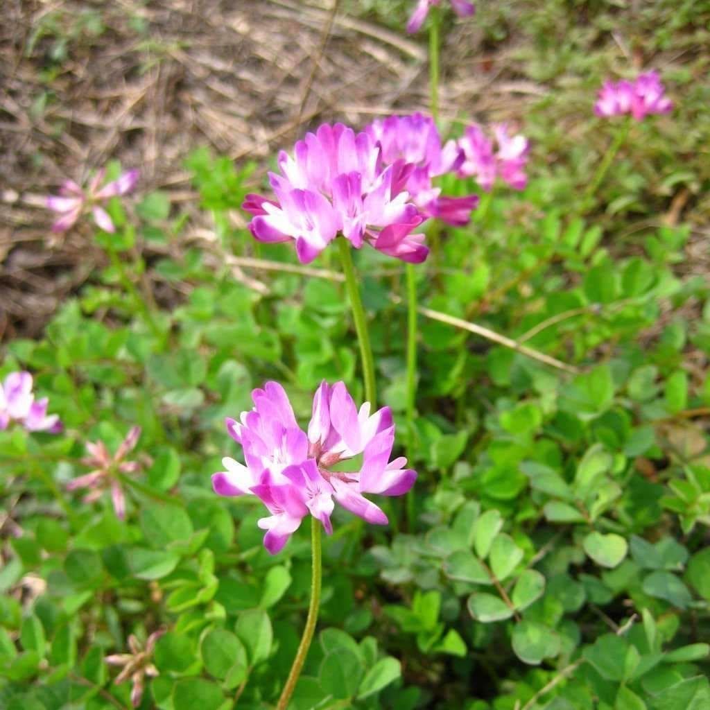 Ornamental Purple Astragalus flowering plant