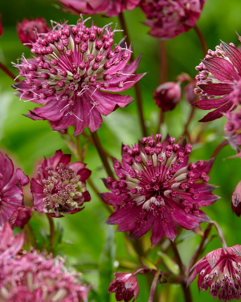 High germination Astrantia seeds