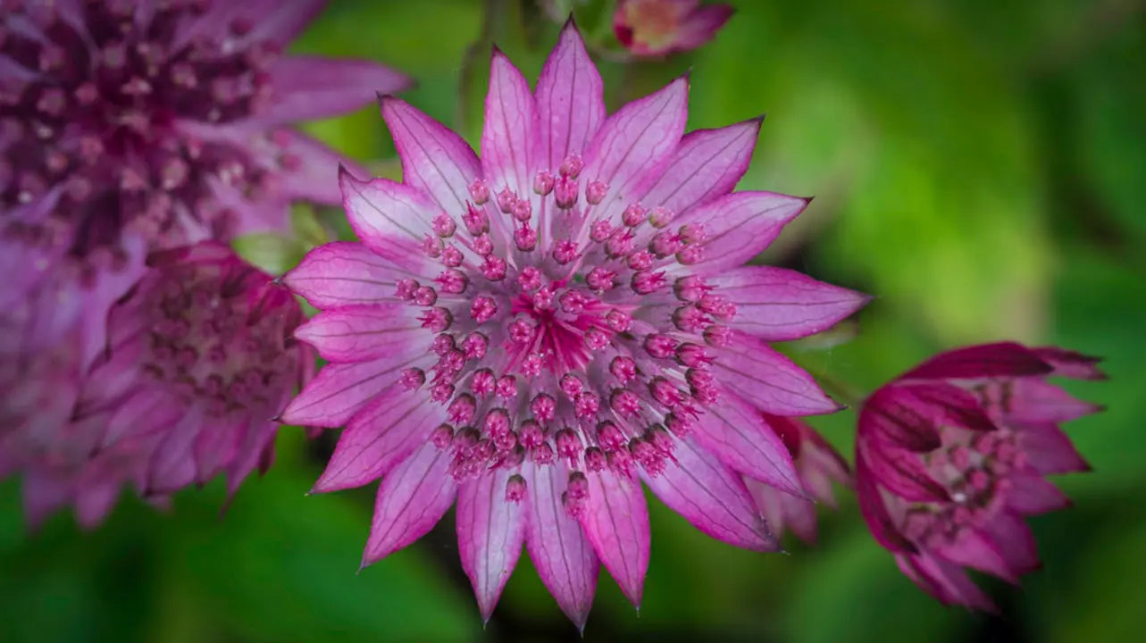 Non-GMO Purple Astrantia seeds
