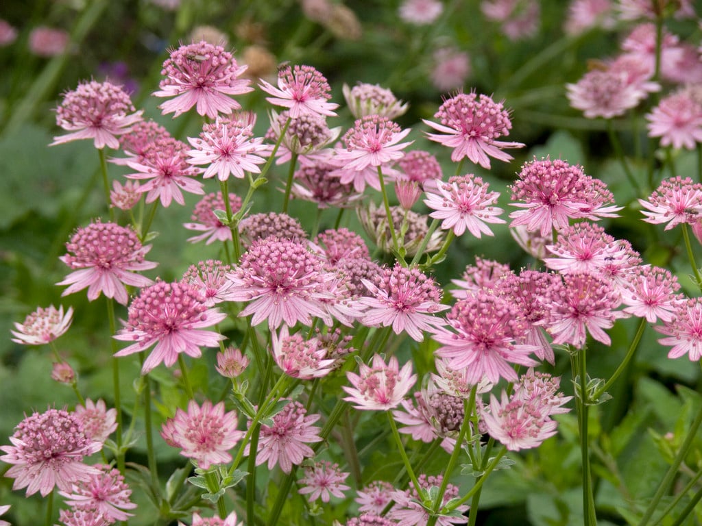 Ornamental Astrantia perennial flowering plant