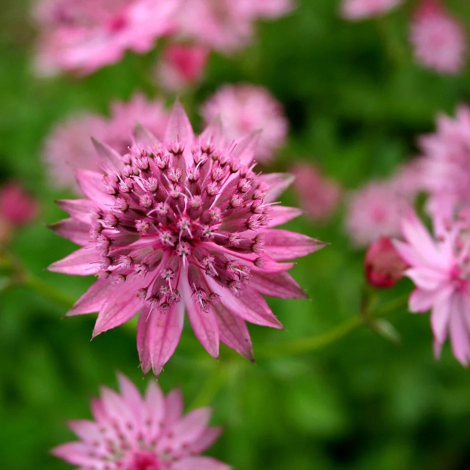 Purple Astrantia flower seeds for planting