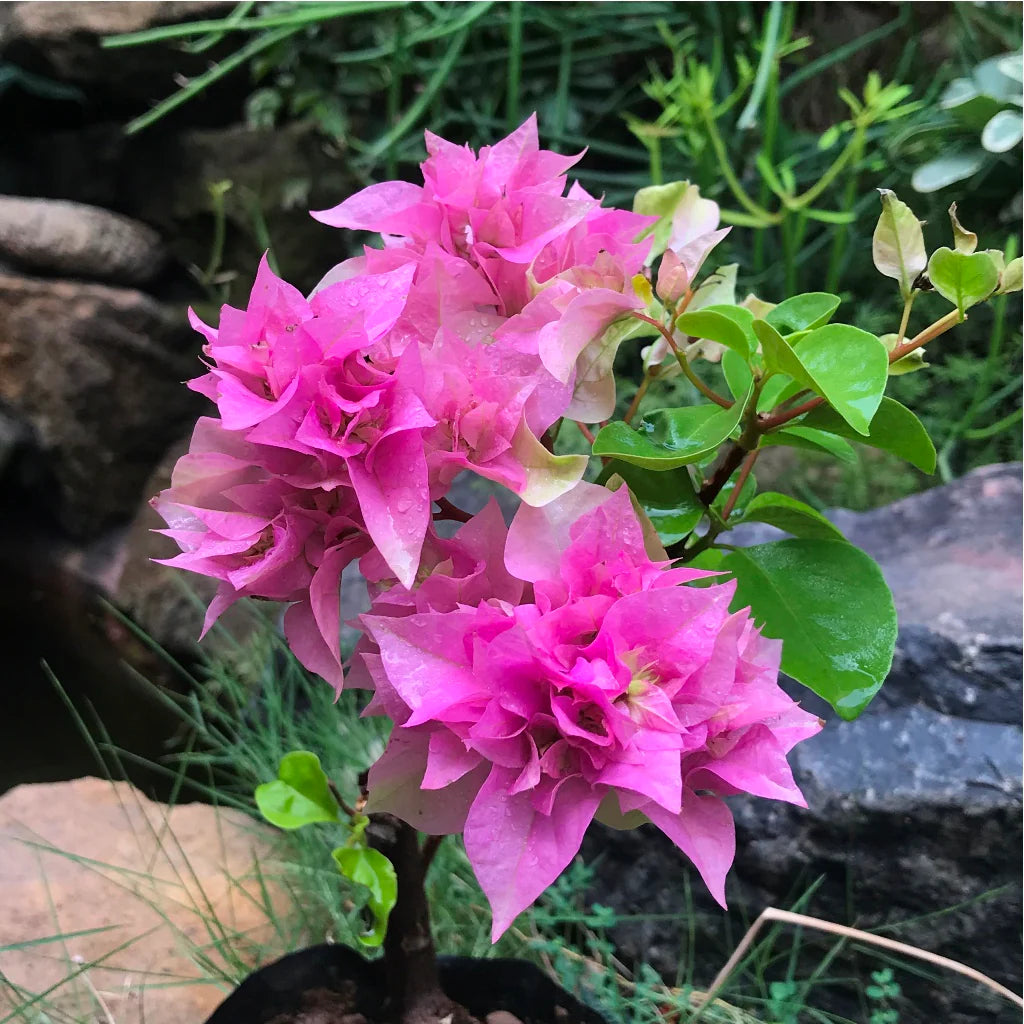 Purple Bougainvillea growing on garden wall