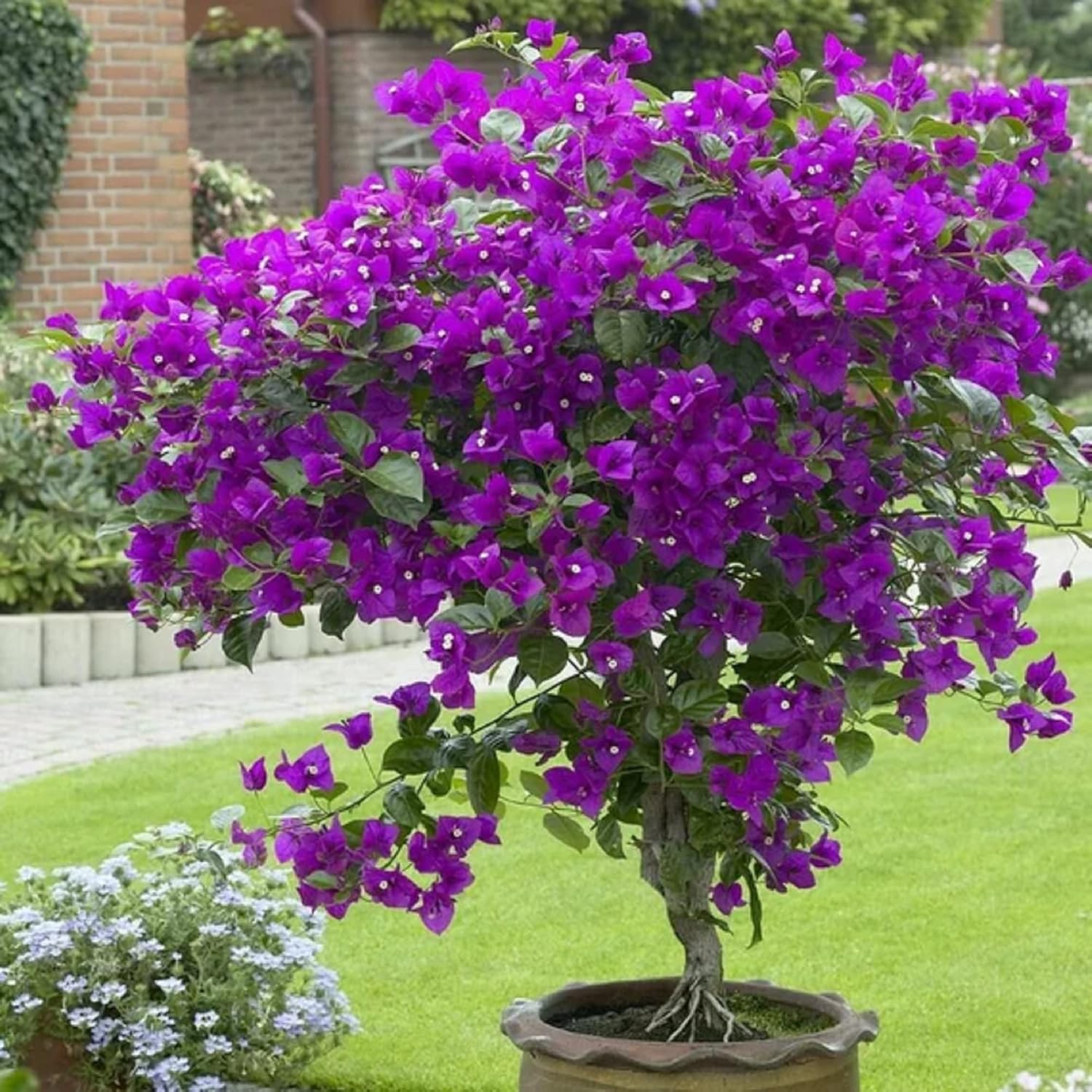 Ornamental Purple Bougainvillea vine for gardens
