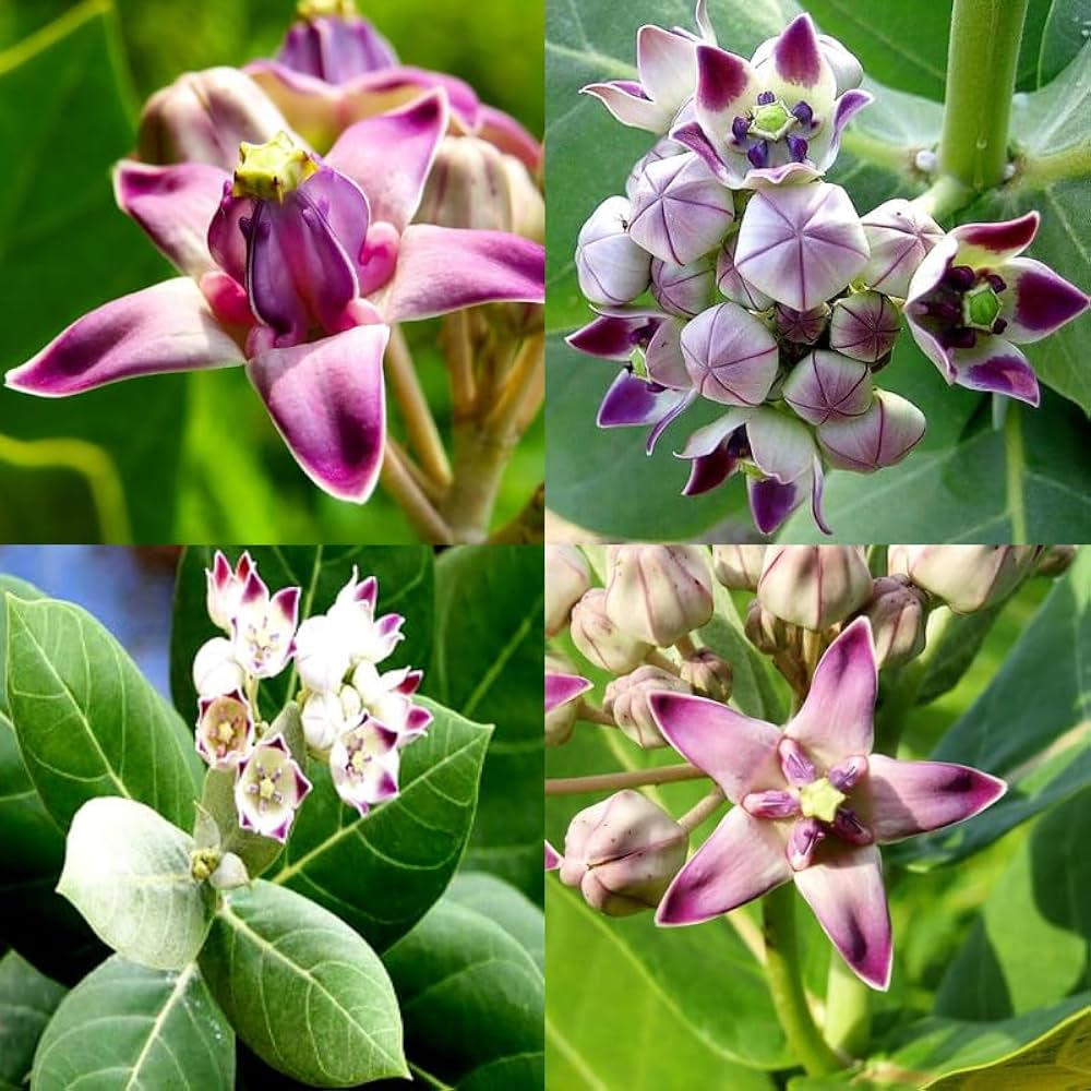 Purple Calotropis attracting butterflies