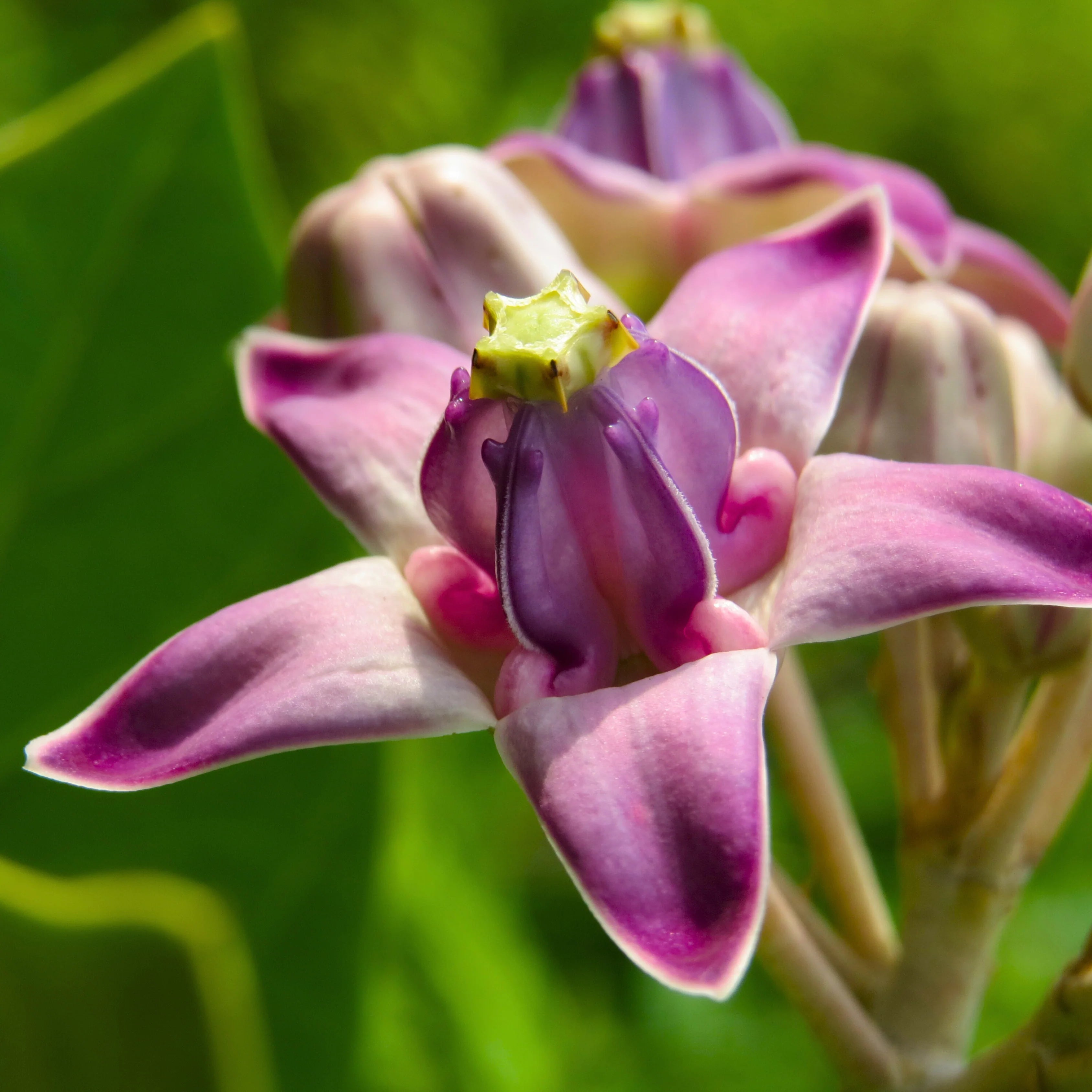 Purple Calotropis Gigantea planting seeds