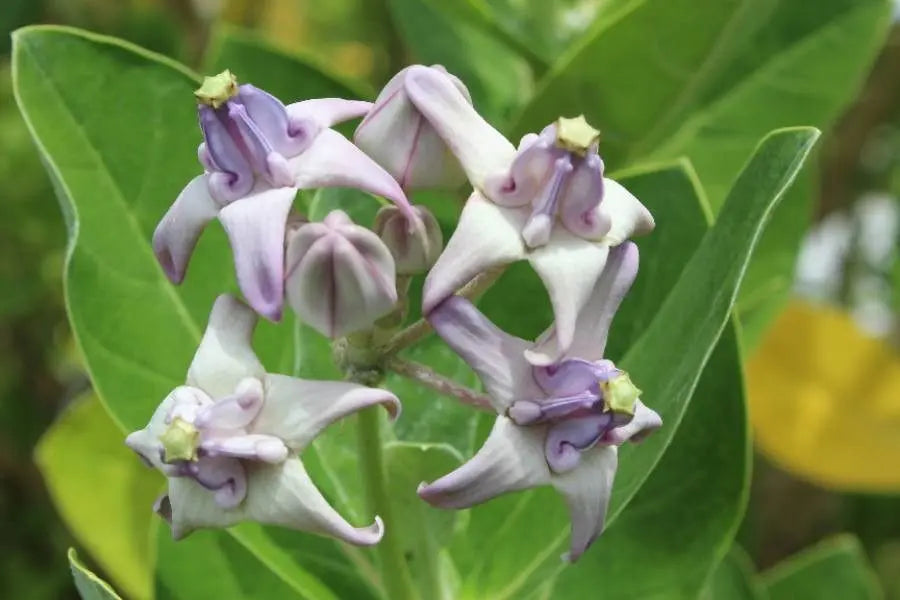 Non GMO Purple Calotropis Gigantea seeds